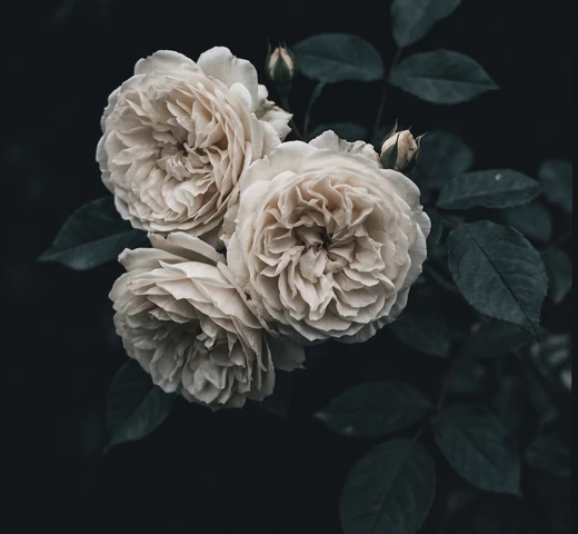 Kremowe róże